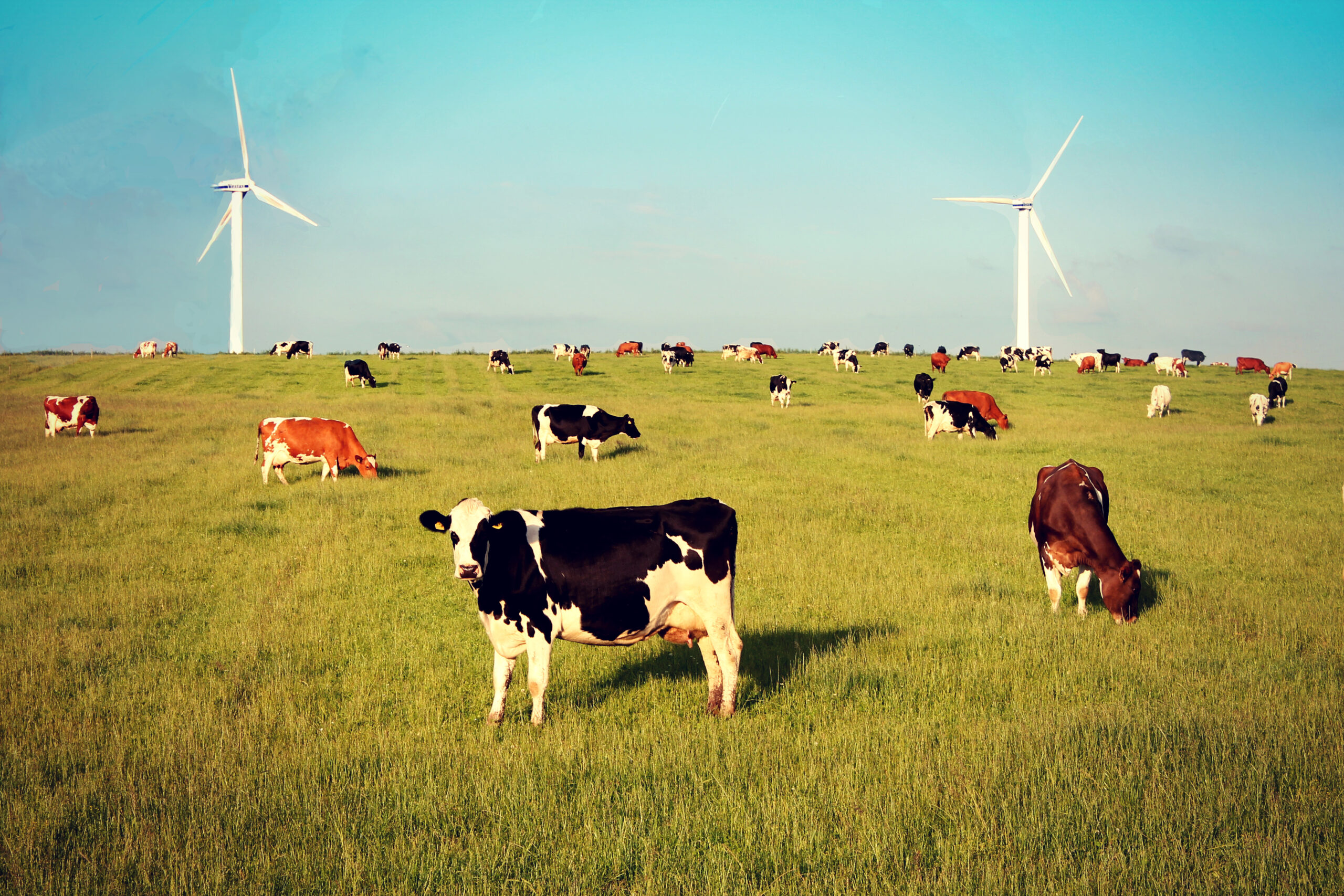 mælkeproducenter grøn energi